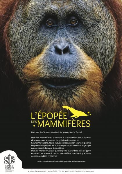 Sepia bodoni mammiferes titre